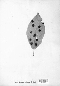Polystigma rubrum image